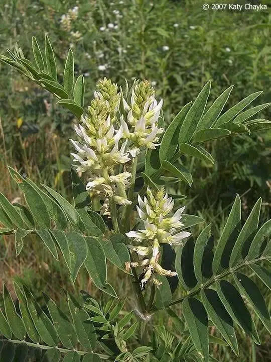 Wild Licorice  SEEDS, (Glycyrrhiza Lepidota) medicinal herb - Caribbean garden seed