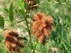 Wild Licorice  SEEDS, (Glycyrrhiza Lepidota) medicinal herb - Caribbean garden seed