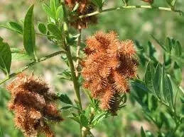 Wild Licorice  SEEDS, (Glycyrrhiza Lepidota) medicinal herb - Caribbean garden seed