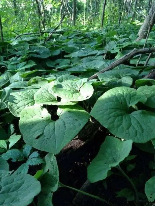 Wild ginger Seeds ,TROPICAL groundcover, Perennial. - Caribbean garden seed