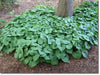 Wild ginger Seeds ,TROPICAL groundcover, Perennial. - Caribbean garden seed