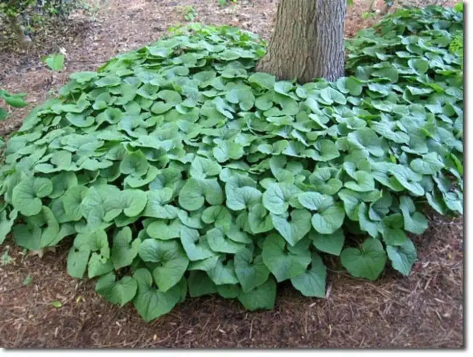 Wild ginger Seeds ,TROPICAL groundcover, Perennial. - Caribbean garden seed