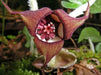 Wild ginger Seeds ,TROPICAL groundcover, Perennial. - Caribbean garden seed