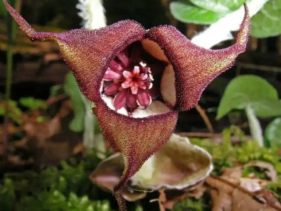 Wild ginger Seeds ,TROPICAL groundcover, Perennial. - Caribbean garden seed