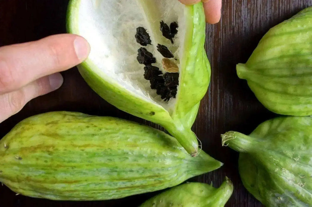 Wild Cucumber Seeds, CLIMBING GOURD - Caribbean garden seed