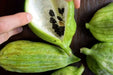 Wild Cucumber Seeds, CLIMBING GOURD - Caribbean garden seed