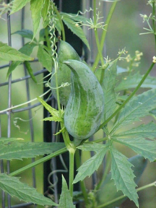 Wild Cucumber Seeds, CLIMBING GOURD - Caribbean garden seed