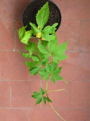 Wild Cucumber Seeds, CLIMBING GOURD - Caribbean garden seed