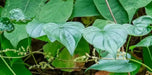 Wild Yam Seeds,Dioscorea villosa- Perennial, Zones 4-8. - fast-growing vine - Caribbean garden seed