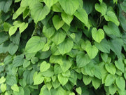 Wild Yam Seeds,Dioscorea villosa- Perennial, Zones 4-8. - fast-growing vine - Caribbean garden seed