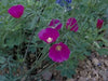 Wine Cup Wildflower Seeds, PERENNIAL - Caribbean garden seed
