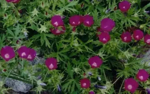 Wine Cup Wildflower Seeds, PERENNIAL - Caribbean garden seed