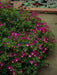 Wine Cup Wildflower Seeds, PERENNIAL - Caribbean garden seed