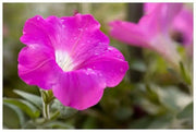 Wild Petunia flowers seed,Great in hanging ,Garden Bed,and planters. Perennial - Caribbean garden seed