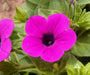 Wild Petunia flowers seed,Great in hanging ,Garden Bed,and planters. Perennial - Caribbean garden seed