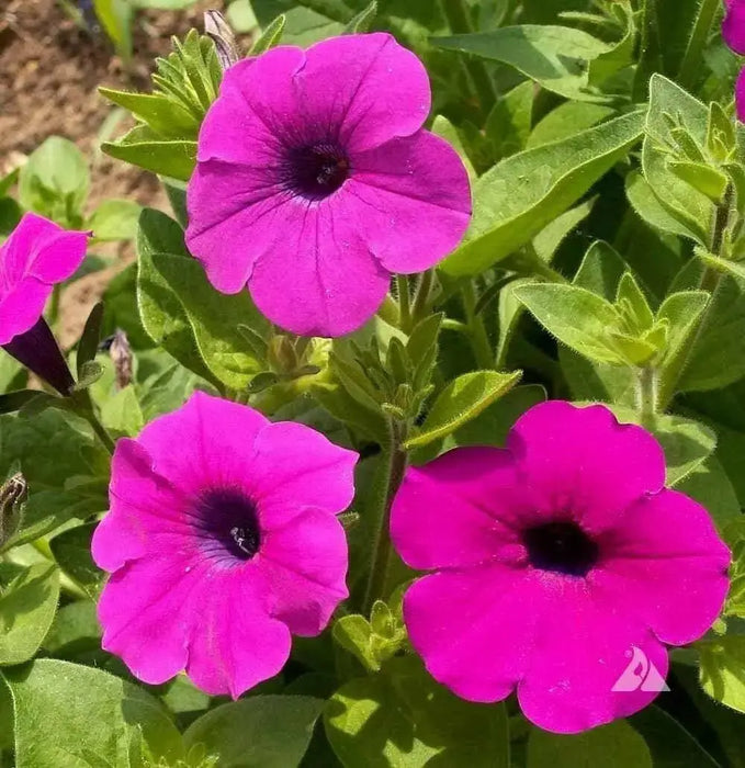 Wild Petunia flowers seed,Great in hanging ,Garden Bed,and planters. Perennial - Caribbean garden seed