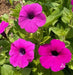 Wild Petunia flowers seed,Great in hanging ,Garden Bed,and planters. Perennial - Caribbean garden seed