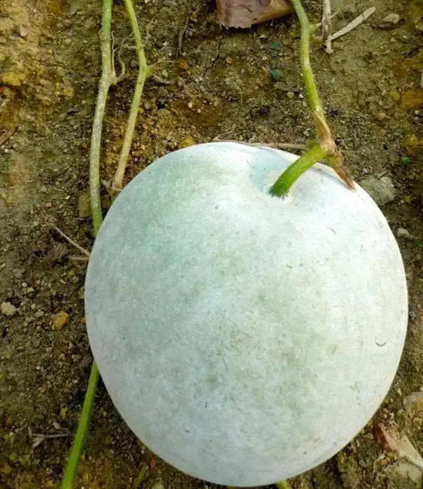 Winter Melon Seeds ,Asian vegetable - Caribbean garden seed