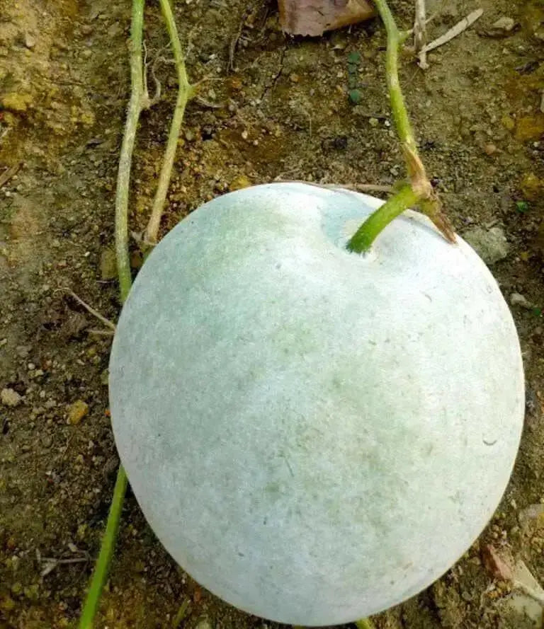 WINTER MELON