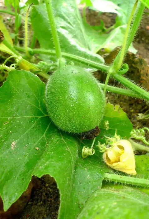 Winter Melon Seeds ,Asian vegetable - Caribbean garden seed