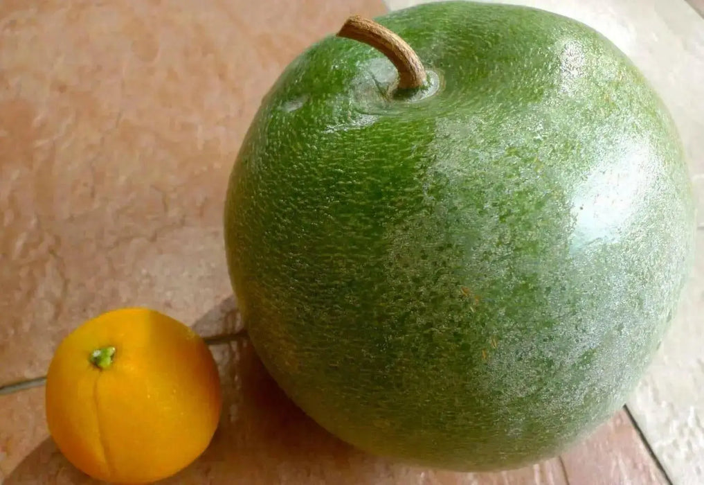 Winter Melon Seeds ,Asian vegetable - Caribbean garden seed