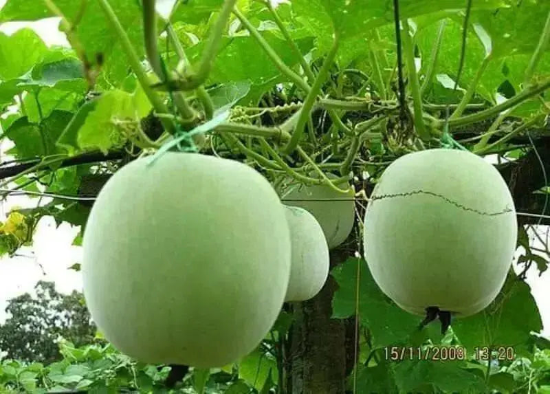 Winter Melon Seeds ,Asian vegetable - Caribbean garden seed