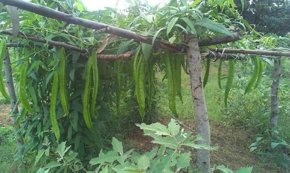 Winged bean (BUSH BEAN) Asian vegetable, ASPARAGUS PEA - Caribbean garden seed