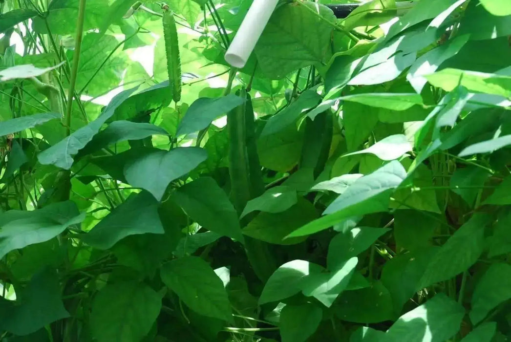 Winged bean (BUSH BEAN) Asian vegetable, ASPARAGUS PEA - Caribbean garden seed