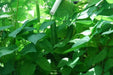 Winged bean (BUSH BEAN) Asian vegetable, ASPARAGUS PEA - Caribbean garden seed