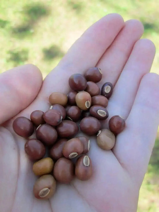 Winged bean (BUSH BEAN) Asian vegetable, ASPARAGUS PEA - Caribbean garden seed