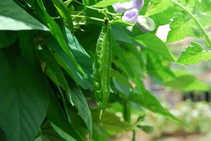 Winged bean (BUSH BEAN) Asian vegetable, ASPARAGUS PEA - Caribbean garden seed