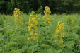 Wild senna Seeds ,Perennial WILDFLOWER - Caribbean garden seed