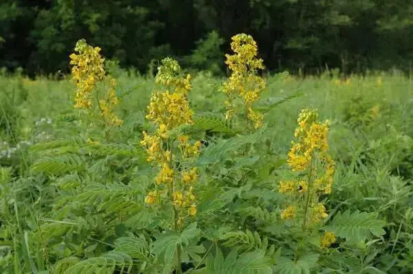 Wild senna Seeds ,Perennial WILDFLOWER - Caribbean garden seed