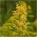 Wild senna Seeds ,Perennial WILDFLOWER - Caribbean garden seed