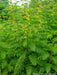 Wild senna Seeds ,Perennial WILDFLOWER - Caribbean garden seed