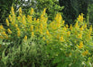 Wild senna Seeds ,Perennial WILDFLOWER - Caribbean garden seed