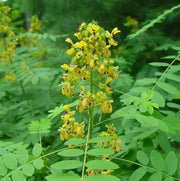 Wild senna Seeds ,Perennial WILDFLOWER - Caribbean garden seed