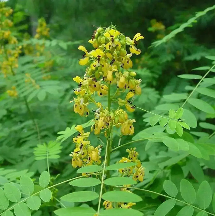 Wild senna Seeds ,Perennial WILDFLOWER - Caribbean garden seed