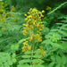 Wild senna Seeds ,Perennial WILDFLOWER - Caribbean garden seed