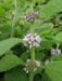 Wild Mint Seeds (MENTHA ARVENSIS) - Caribbean garden seed