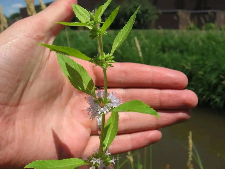 Wild Mint Seeds (MENTHA ARVENSIS) - Caribbean garden seed