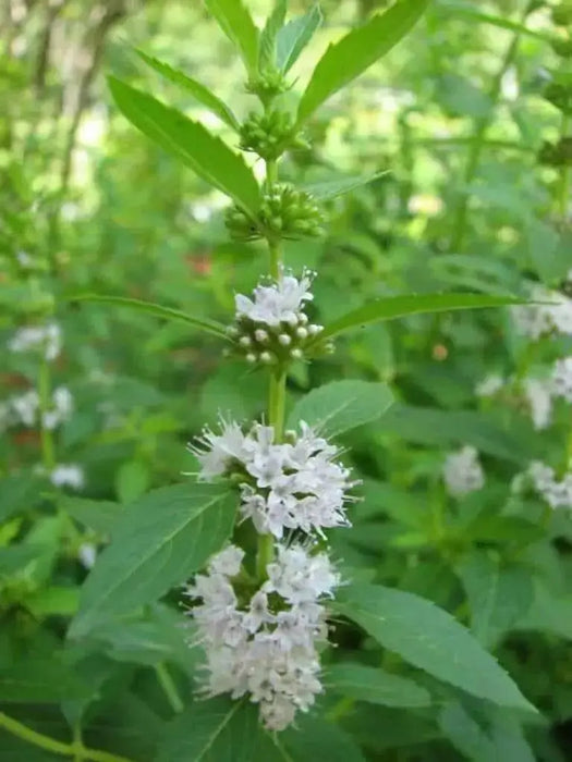Wild Mint Seeds (MENTHA ARVENSIS) - Caribbean garden seed