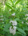 Wild Mint Seeds (MENTHA ARVENSIS) - Caribbean garden seed