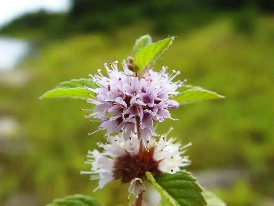 Wild Mint Seeds (MENTHA ARVENSIS) - Caribbean garden seed