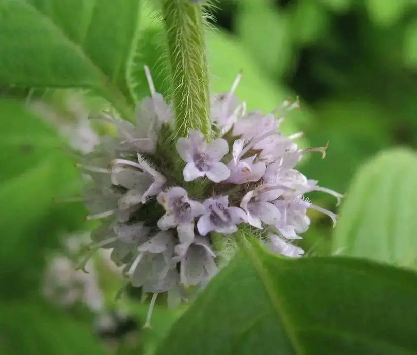 Wild Mint Seeds (MENTHA ARVENSIS) - Caribbean garden seed