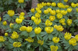 WINTER ACONITE ,Border fronts, rock gardens, fall bulb - Caribbean garden seed