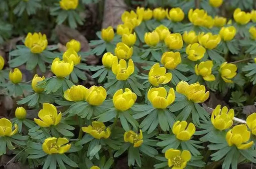 WINTER ACONITE ,Border fronts, rock gardens, fall bulb - Caribbean garden seed