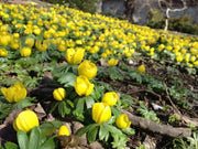 WINTER ACONITE ,Border fronts, rock gardens, fall bulb - Caribbean garden seed