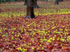 WINTER ACONITE ,Border fronts, rock gardens, fall bulb - Caribbean garden seed