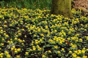 WINTER ACONITE ,Border fronts, rock gardens, fall bulb - Caribbean garden seed